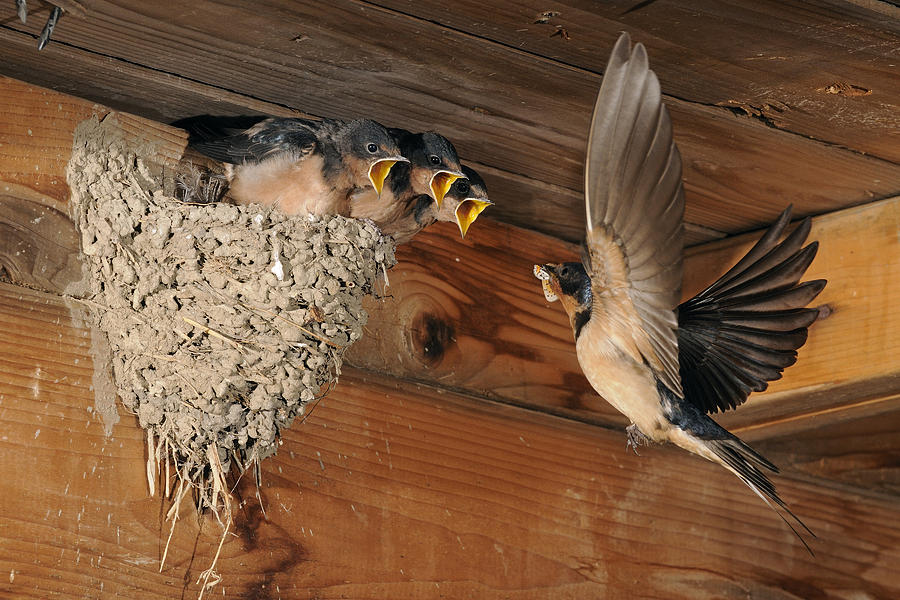 barn swallows at nest in rural Denver, ia Bats nesting in attic space