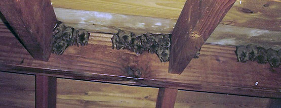 bats in an attic in Iowa Bats nesting in attic space