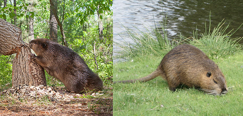 beaver and muskrat in lake by Evensdale, ia Bats nesting in attic space