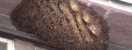 bees hive on a porch in finchford, ia Bats nesting in attic space