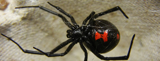 black-widow-spider Bats nesting in attic space