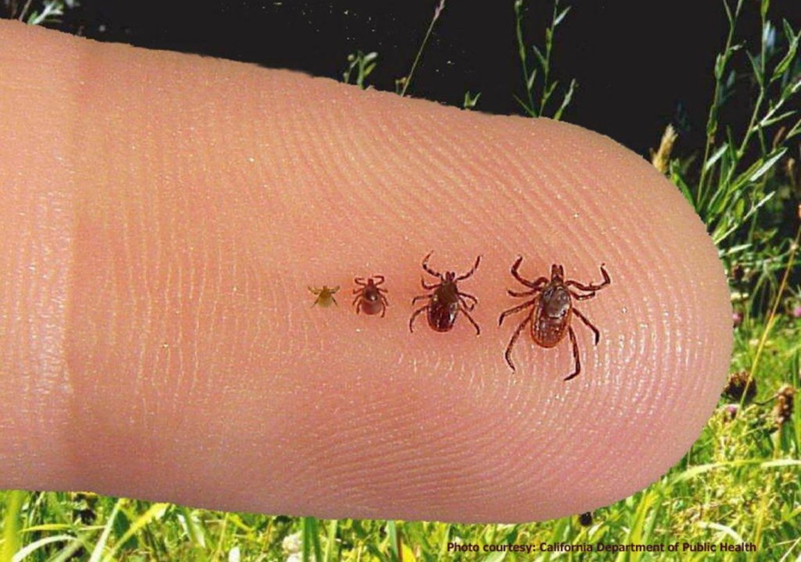ticks on a finger in Dunkerton, ia Bats nesting in attic space