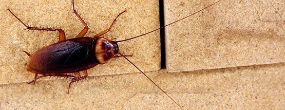 cockroach on the floor in Cedar Falls, ia cockroach on the floor in Cedar Falls, ia - Cockroach Pest Control