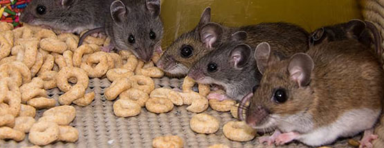 mice eating cereal at a home in Raymond, ia Raccoon in the trash - Raccoon Removal Service