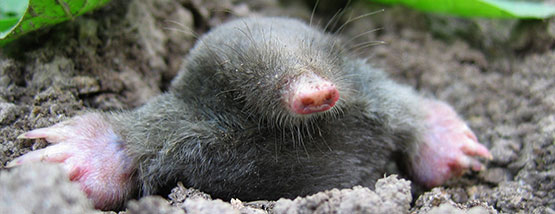 mole popping out of hill in washburn, ia Bats nesting in attic space