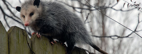 opossum in a tree in Hudson, ia Bats nesting in attic space