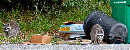 Raccoon in the trash - Raccoon Removal Service