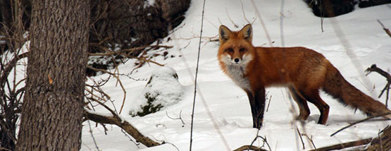 red fox outside Evansdale, ia Bats nesting in attic space