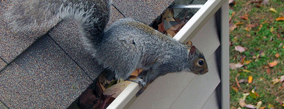 Raccoon in the trash - Raccoon Removal Service