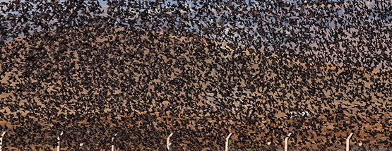 Bats nesting in attic space