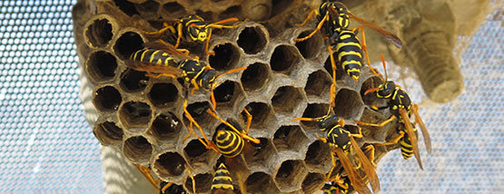 wasps in a nest in waterloo, ia Bats nesting in attic space