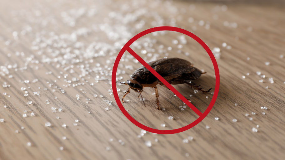 pest prohibition - Holiday Pest Prevention Tips