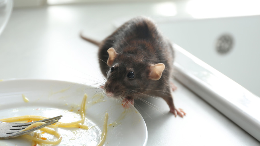 Mice on the table - Mice Removal in Waterloo