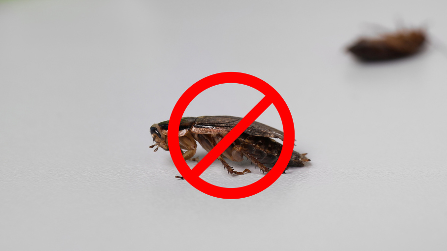 Cockroach crawling - Pest Control in Cedar Falls