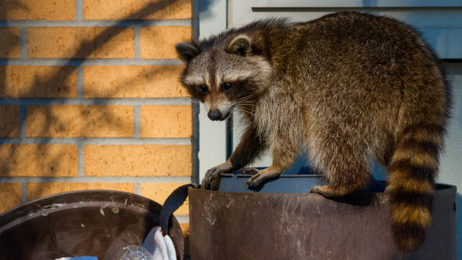 Raccoon Trash Diving - Raccoon Removal in Cedar Falls