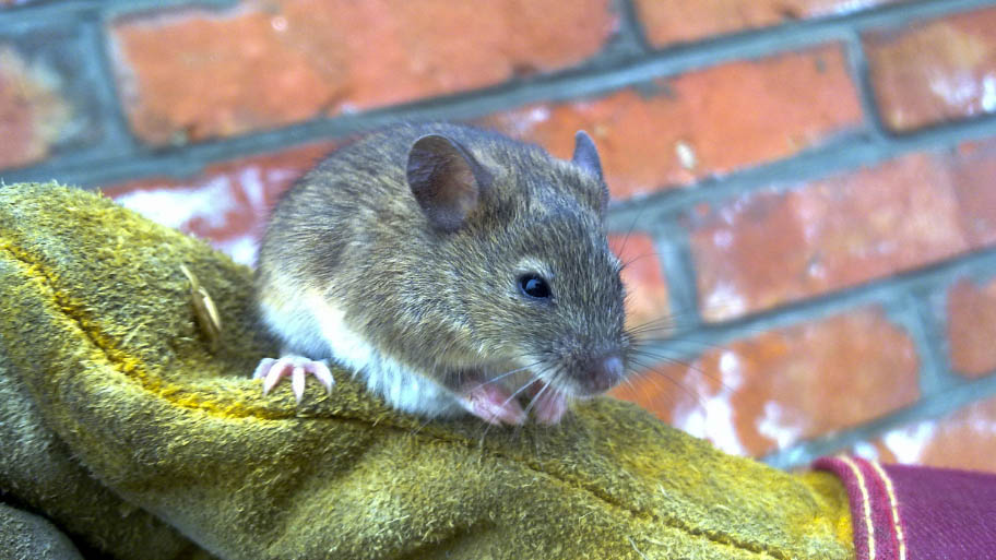 Rats in trash - Mice Removal in Cedar Falls