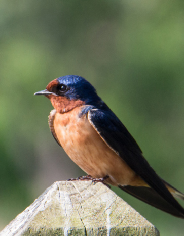 Barn Swallow Removal