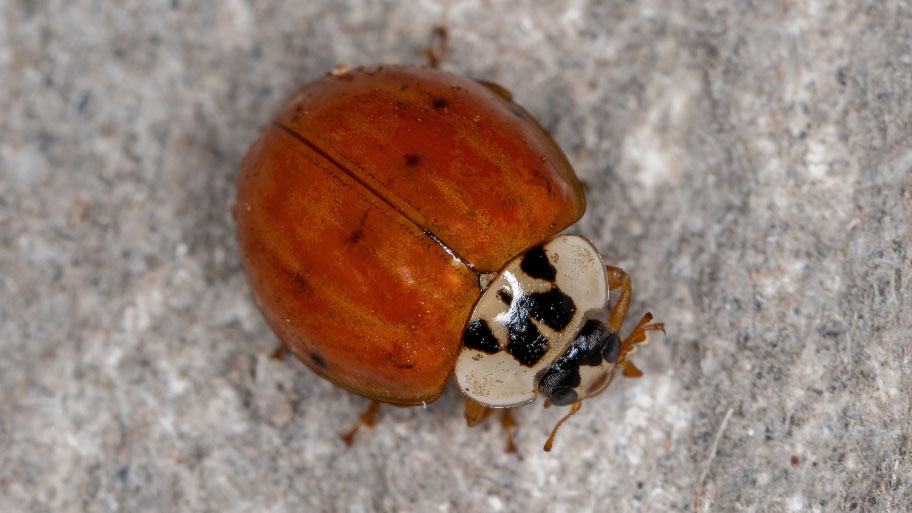 Multicolored Asian lady beetles macro
