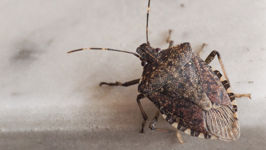 Brown Marmorated Stink Bug Insect Animal