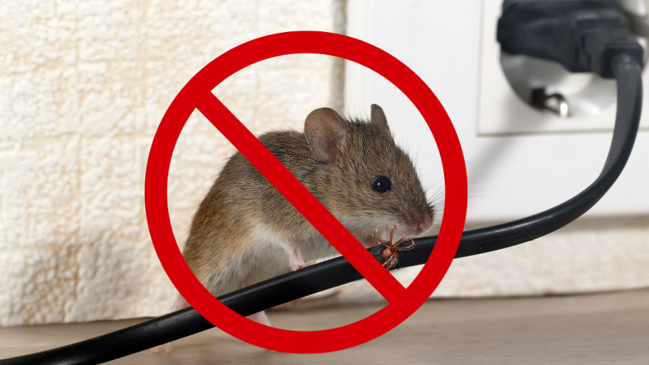 House Pest Mouse Prohibited