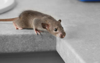 Mouse in the kitchen - Winter Pest Control