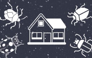 Ladybugs and Stink Bugs invading a house during winter