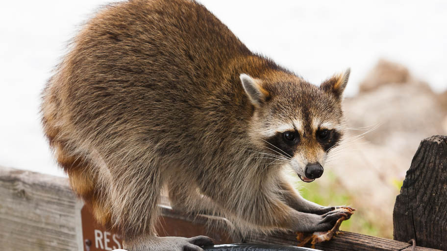 Raccoon Removal in Evansdale, IA