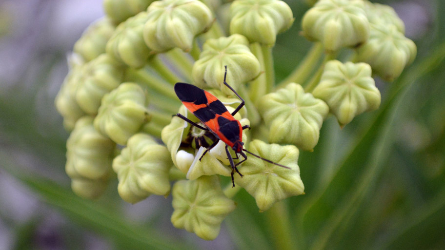 Boxelder bug hanging on a plant