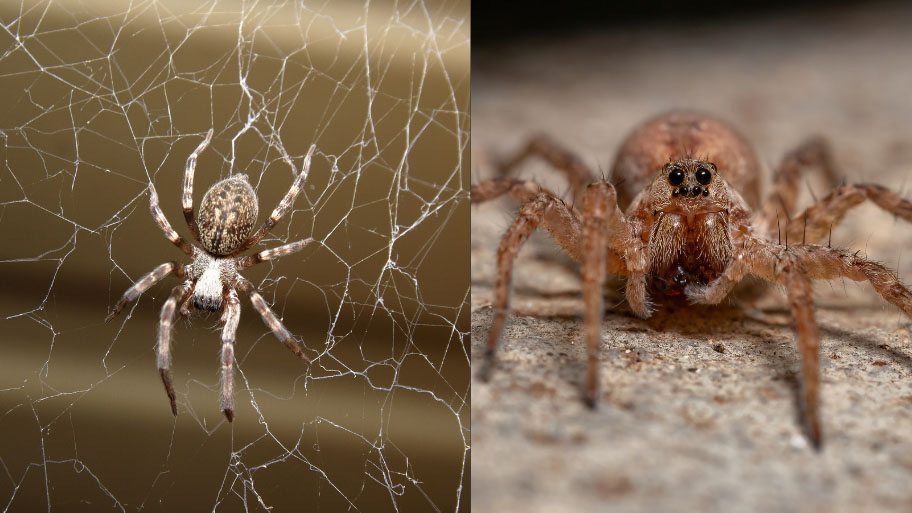 common house spider and wolf spider side by side