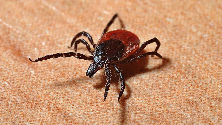 Tick crawling on cloth