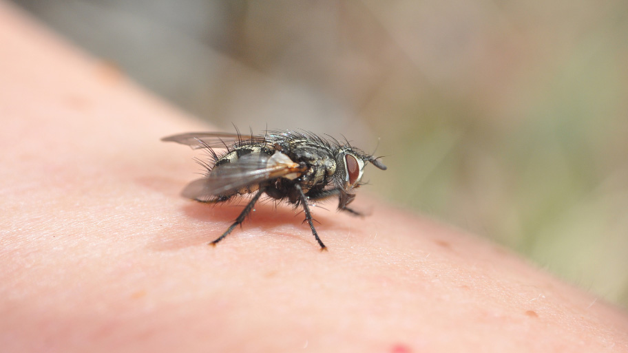 House fly hanging around a house