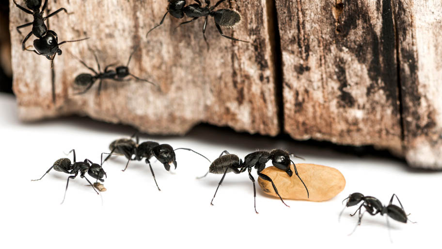  carpenter ants gathering food from a house
