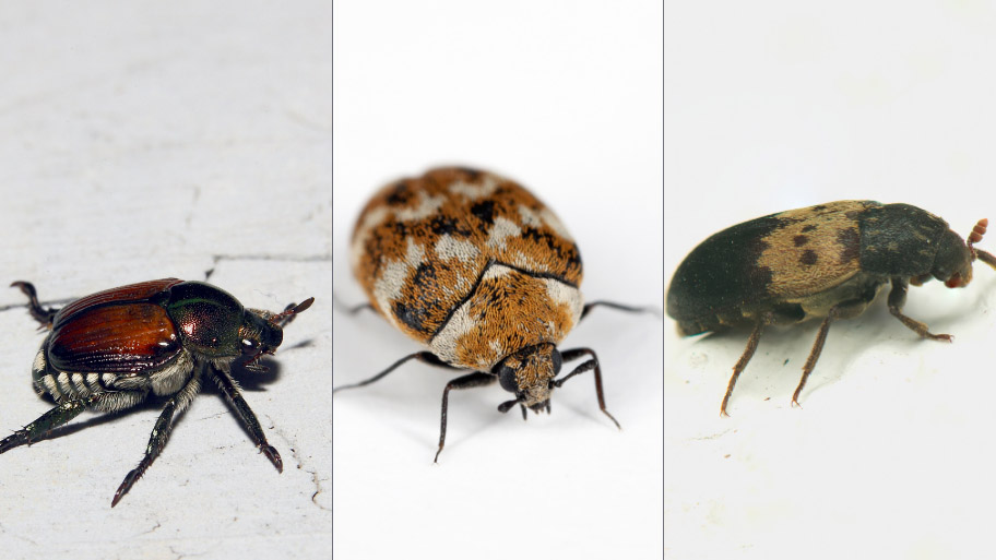 Japanese Beetle and carpet beetle and Larder Beetle