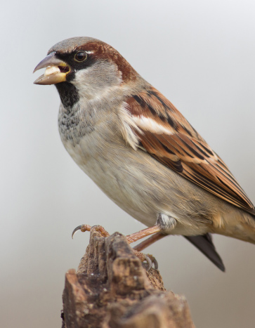 Sparrow sitting on a house - Sparrow Removal Services