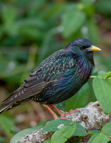 Starling sitting on a branch near a house - Starling Removal Services
