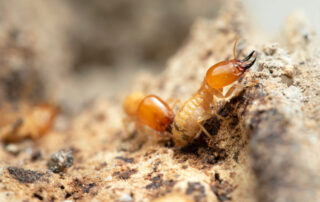 Termites eating a house's foundations - Spring Bugs Awakening