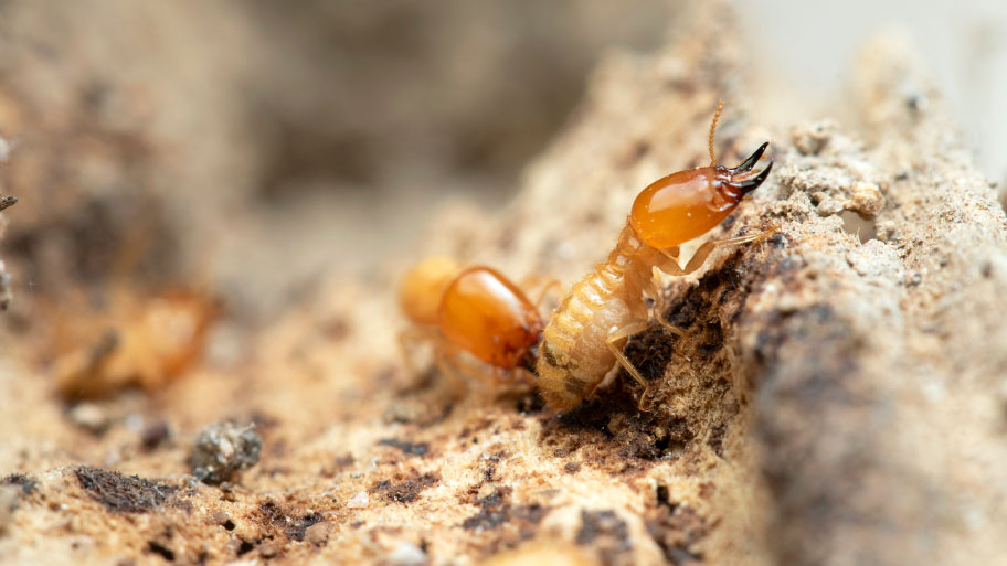 Termites eating a house's foundations