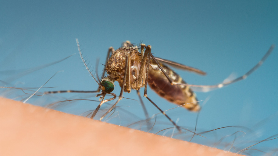 Mosquito feeding on a person