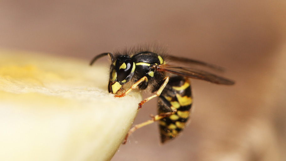 wasp entering a house