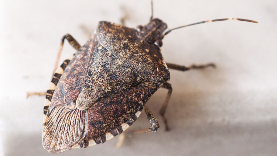 Stink bug entering a house