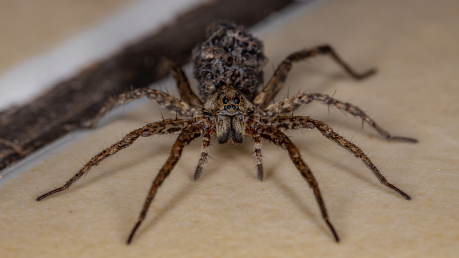 Pest Control in Janesville, IA Pest Control in Janesville, IA