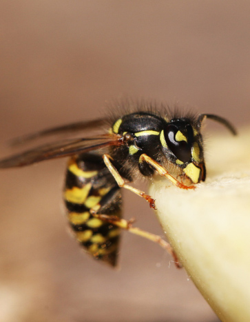 Wasp near a house - Spring Pest Control
