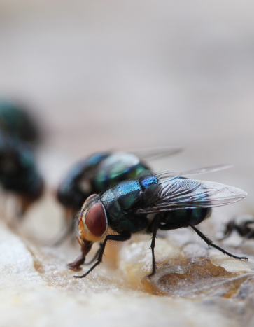 Flies eating food residue