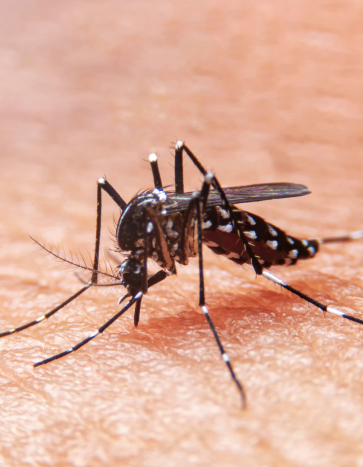 Mosquito feeding on human - Spring Pest Control