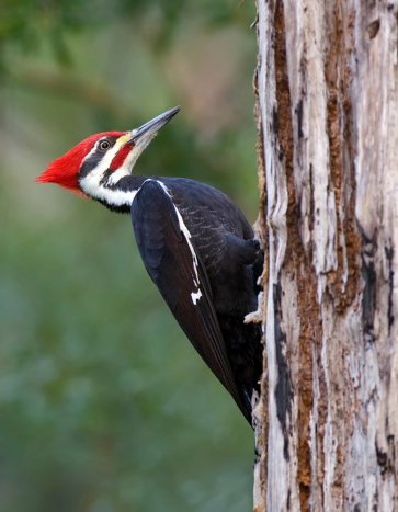 Woodpecker pecking on a tree – Woodpecker Removal Woodpecker pecking on a tree - Woodpecker Removal