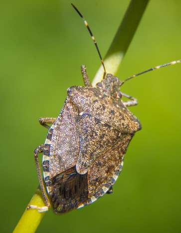 Stink bug hanging on a spring twig