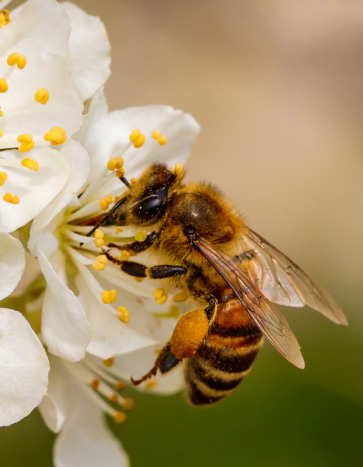 A Bee Feeding on a flower