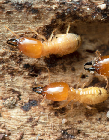 Termites underground a house Summer Pests