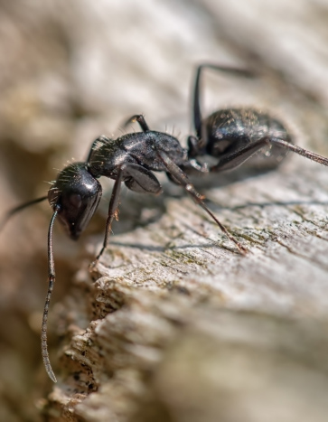 Carpenter Ant Summer Pests
