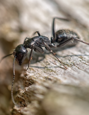 Carpenter Ant Summer Pests Carpenter Ant Summer Pests
